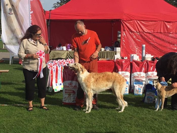 Kasjopea Flegeton at the Sighthoundshow in Roskilde, Denmark 07.09.2019.
She was placed Best Puppy and BIG 1 Puppy
